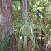 Giant Airplant - Photo (c) dshell, some rights reserved (CC BY-NC)