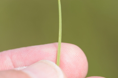 Carex prairea