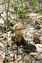 Leccinum duriusculum