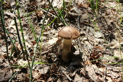 Leccinum duriusculum