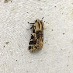 Hypercompe neurophylla