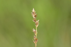 Carex prairea