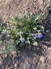 Penstemon virens