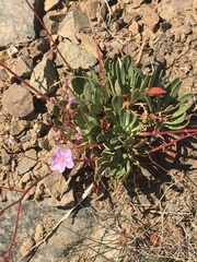 Lewisia columbiana