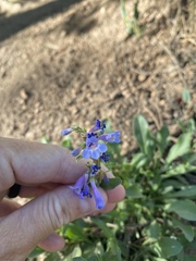 Penstemon virens