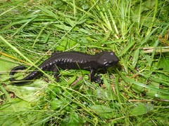Salamandra lanzai