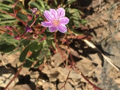 Lewisia columbiana