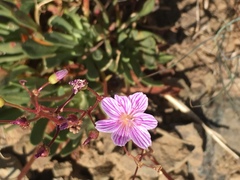 Lewisia columbiana