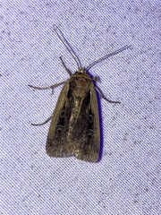 Ochropleura implecta