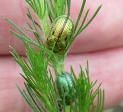 Cassida lineola