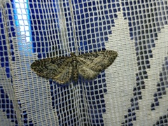 Eupithecia gemellata