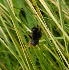Bombus lapidarius