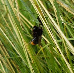 Bombus lapidarius