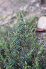 Pultenaea tenuifolia