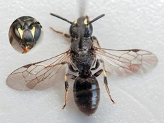 Hylaeus communis