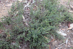 Pultenaea tenuifolia