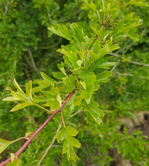 Crataegus monogyna
