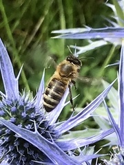 Apis mellifera