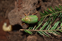 Chrysina adelaida