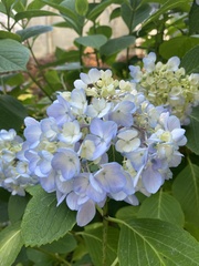 Hydrangea macrophylla