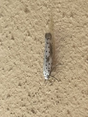 Yponomeuta irrorellus