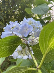 Hydrangea macrophylla