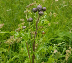 Cirsium arvense