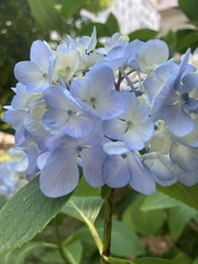 Hydrangea macrophylla