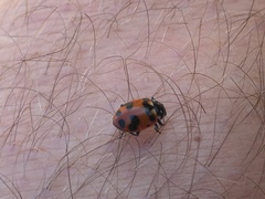 Hippodamia caseyi