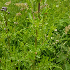 Cirsium arvense