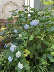 Hydrangea macrophylla