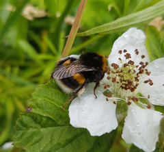 Bombus terrestris