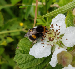 Bombus terrestris