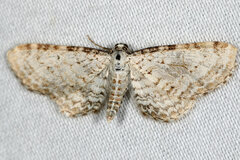 Eupithecia cretaceata