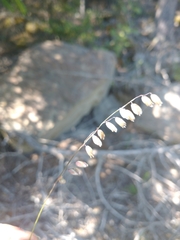 Melica nutans