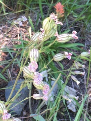 Silene douglasii