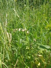 Melica nutans