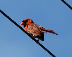 Cardinalis cardinalis cardinalis