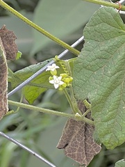 Zehneria scabra