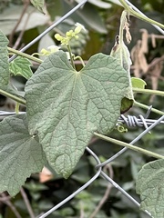 Zehneria scabra