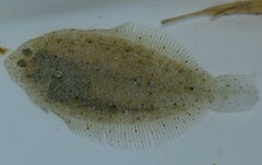 Arnoglossus