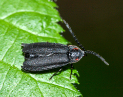 Lucidota punctata