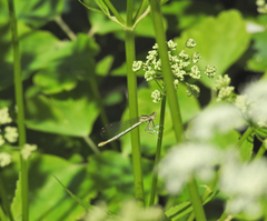 Platycnemis pennipes