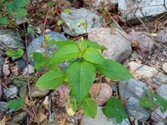Impatiens balfourii