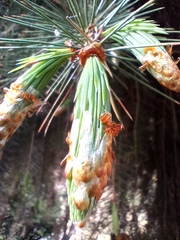Picea smithiana
