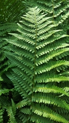 Dryopteris filix-mas