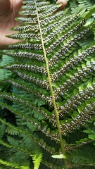 Dryopteris filix-mas