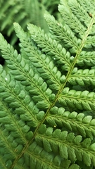 Dryopteris filix-mas