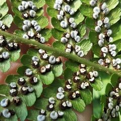 Dryopteris filix-mas