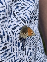 Coenonympha